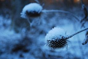 plants in the snow in the dark