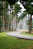 Path near the trees in Sri Lanka