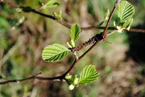 young green leaves on the branch