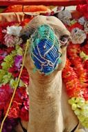 camel animal face