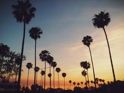 cute palm trees sunset