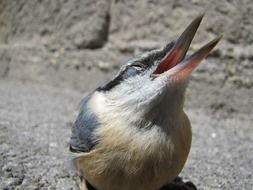 bird on the ground close up