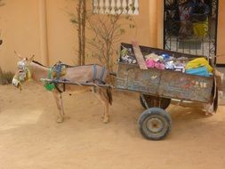 donkey with a wagon