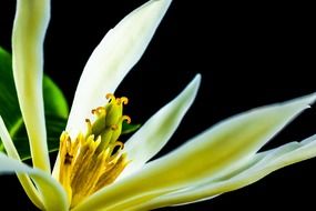 magnolia flower on black background