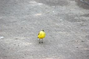 yellow little bird on the road