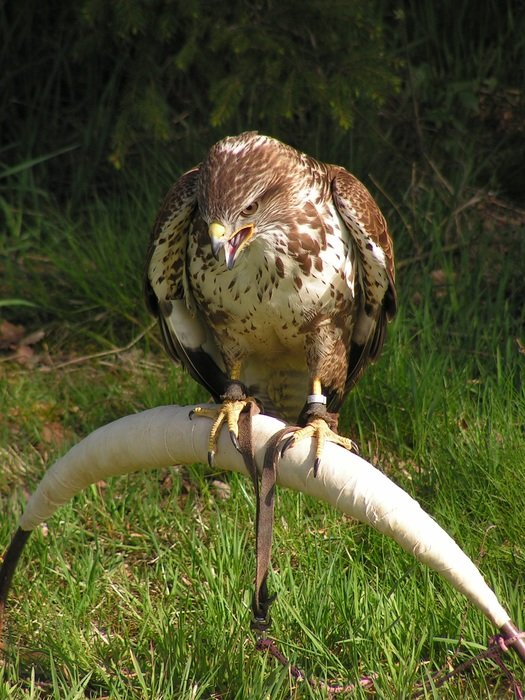 buzzard on a background of green plants