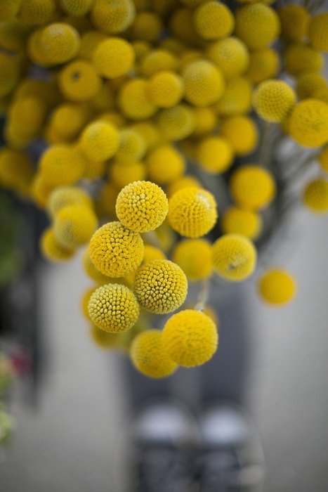 Yellow ball flowers