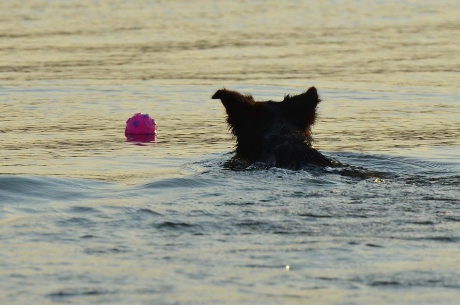 border collie swimming