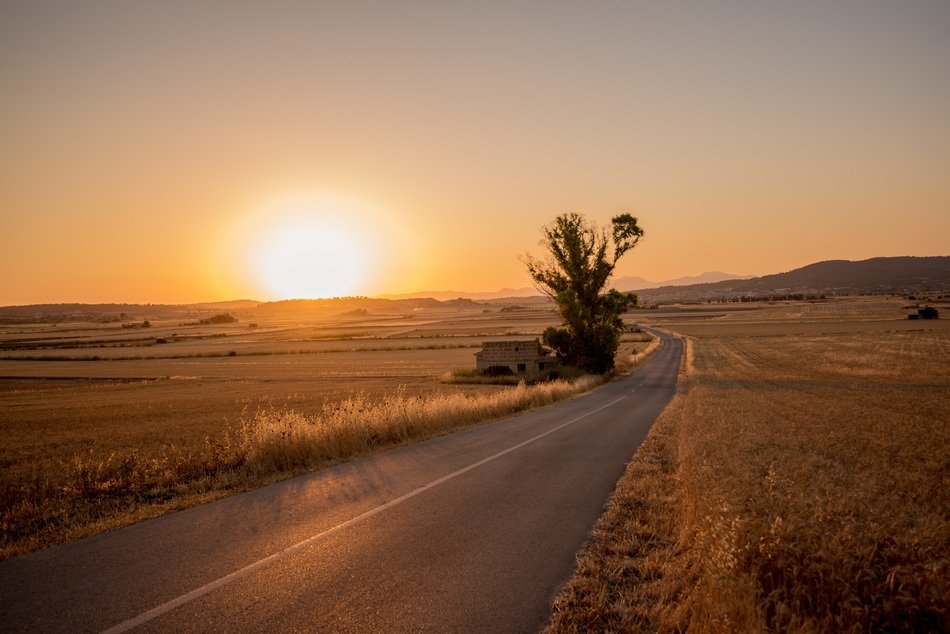 The road among the fields at dawn