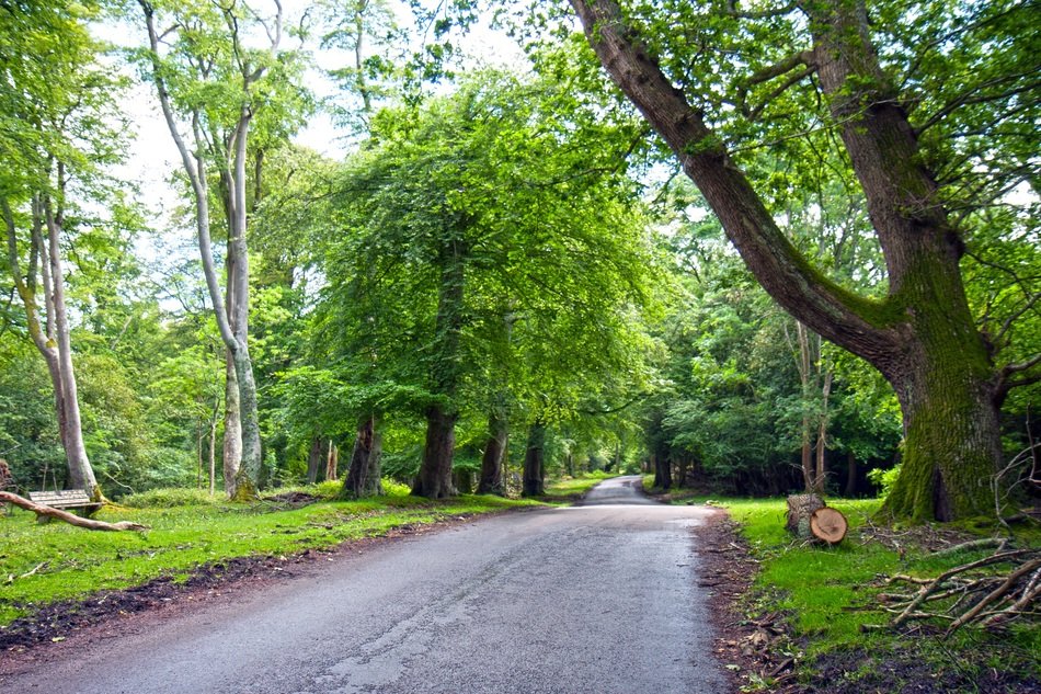 road surface among the green trees