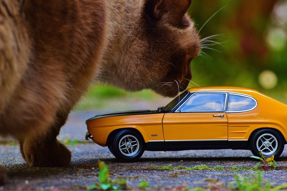 the cat sniffs the toy car