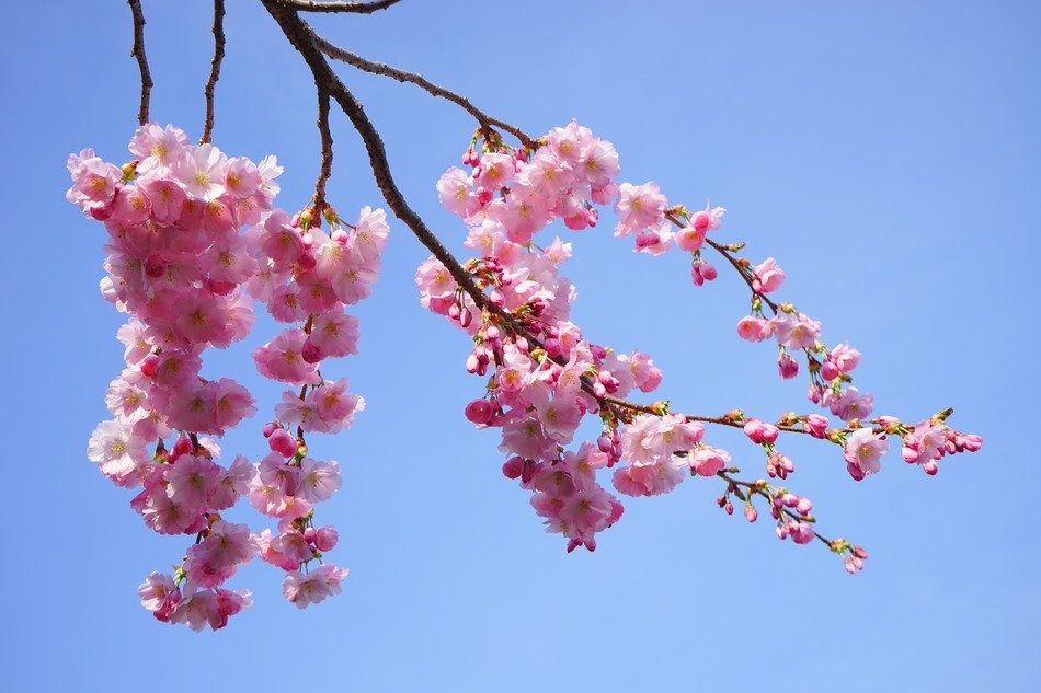 Beautiful flowers on a branch of Japanese cherry against the blue sky