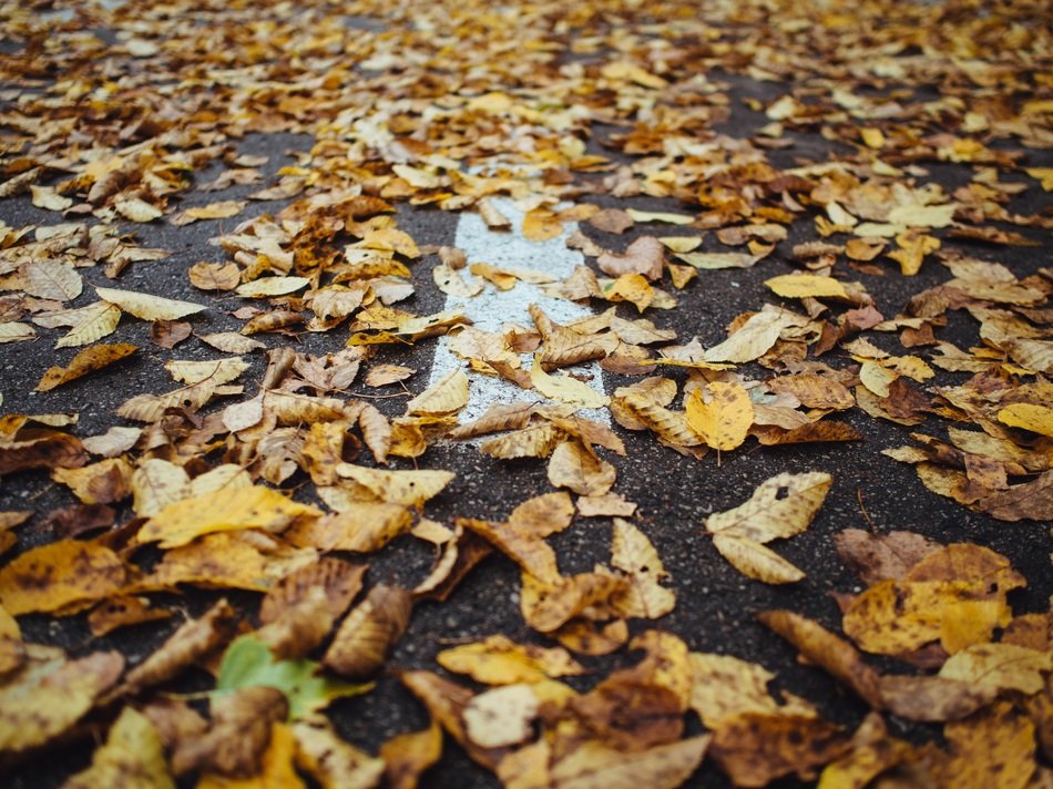 yellow leaves on the road
