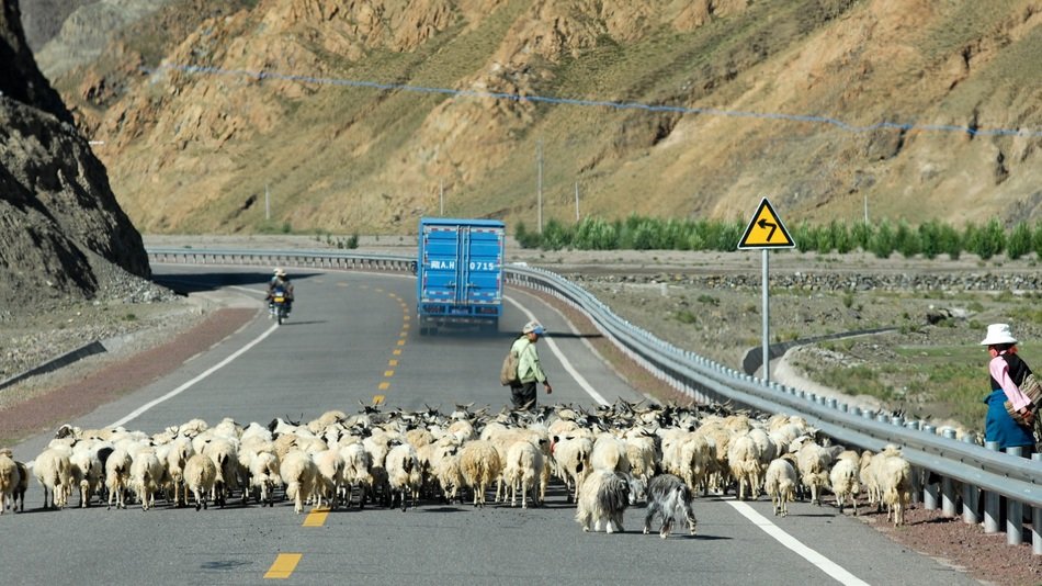 tibet goats on road