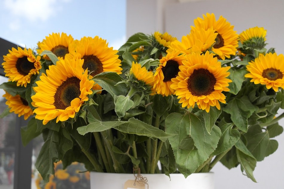 van gogh sunflower on the table
