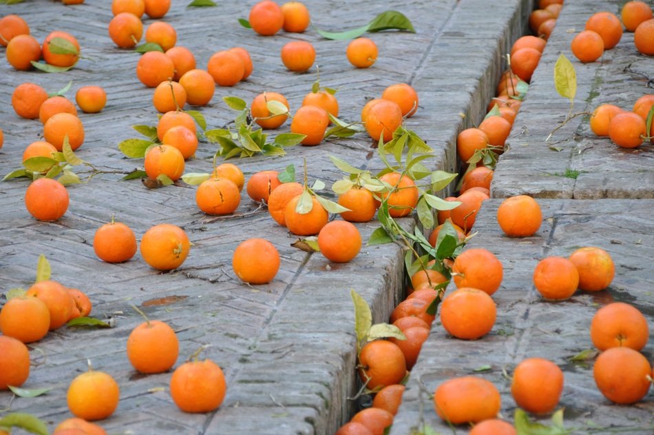 scattered tangerines in the street