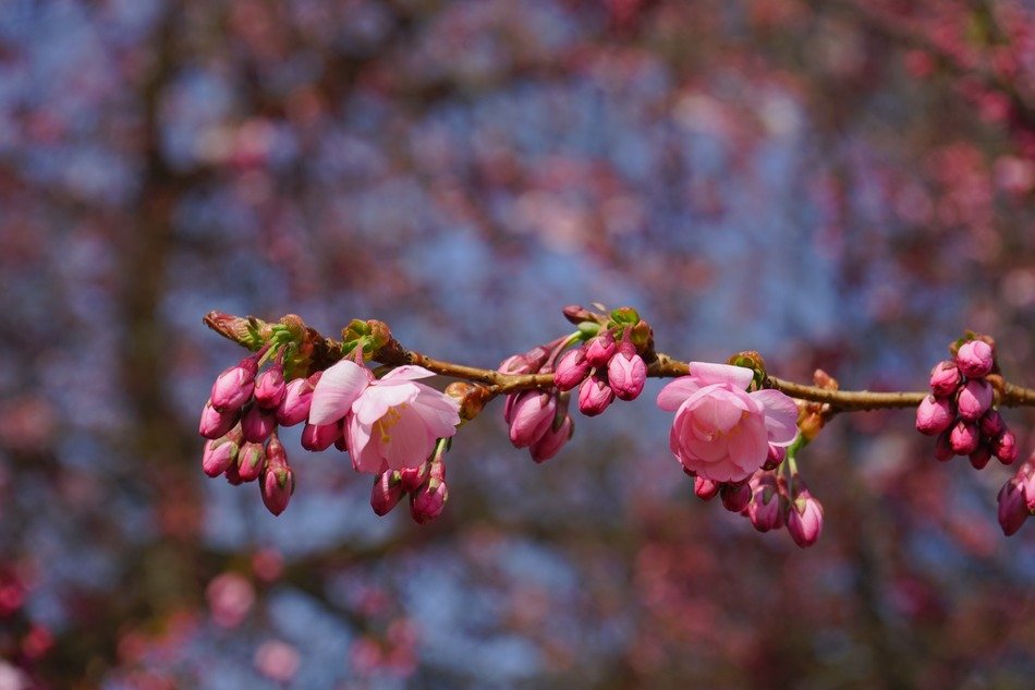 closed buds of Japanese cherry