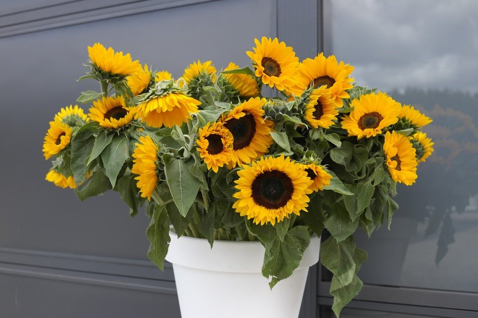 sunflowers in the big pot