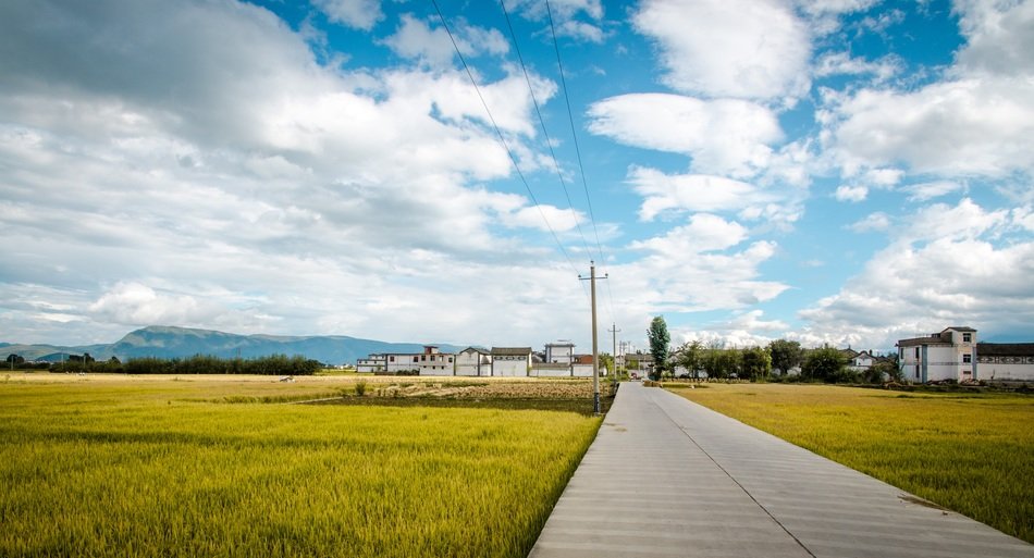 road among the rice field