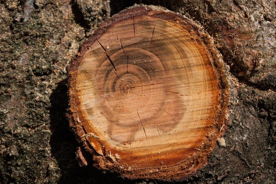 pruning trees in the garden