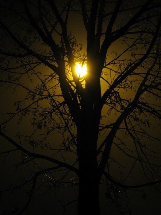 light of a street lamp through an autumn tree at dusk