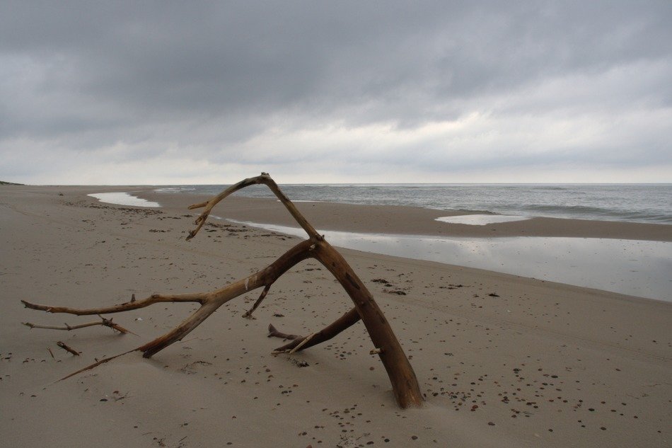 Tree branch on empty beach