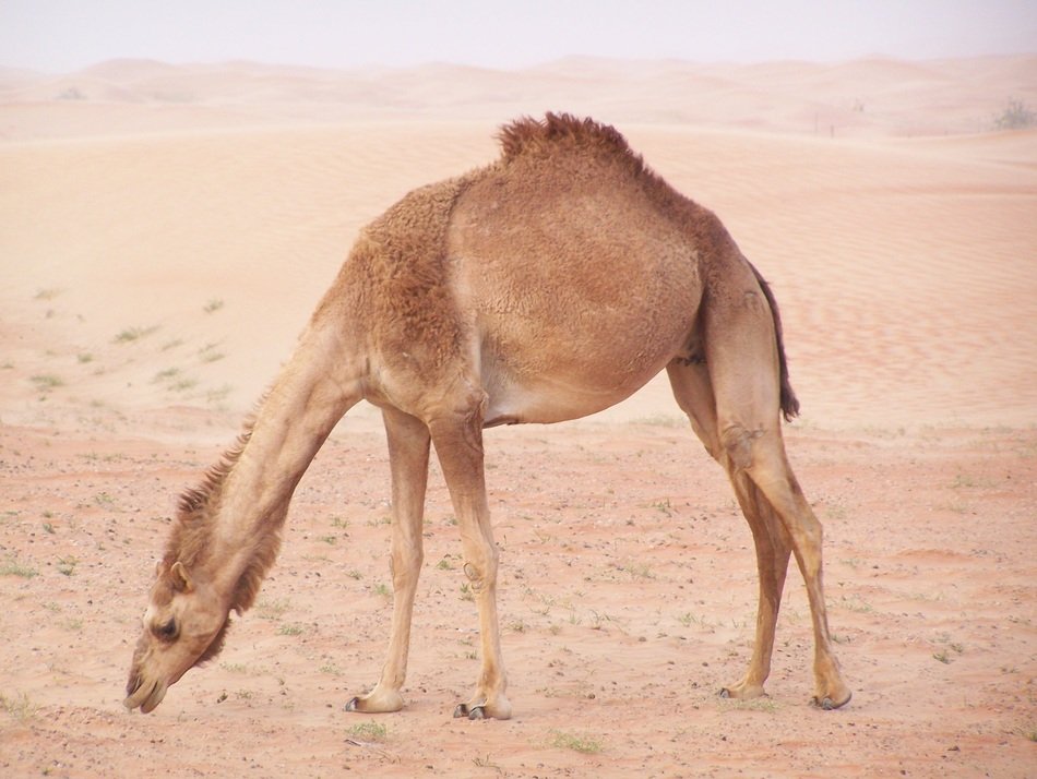 Camel in desert