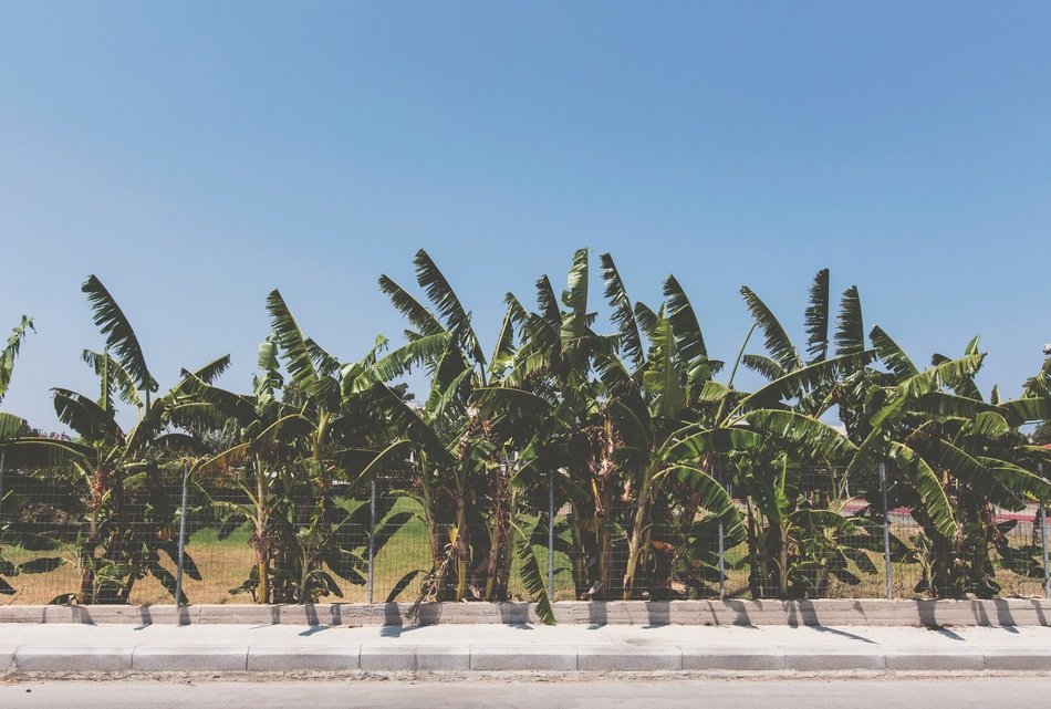 palm trees behind the fence along the totoir