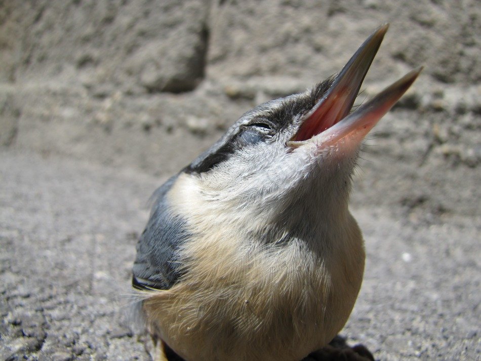 bird on the ground close up