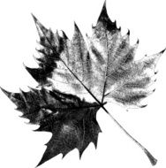 Dry Maple Leaf - Illustration