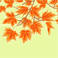 Maple leaves autumn theme vector