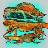Iguana chameleon reptile