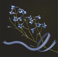 Romantic Wild Flowers Bunch with Ribbon on Dark N2
