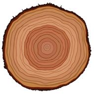 Cut of a tree N2