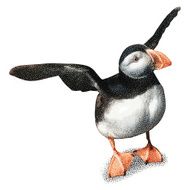 Baby Puffin Flapping His Wings Isolated on White N2