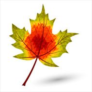 triangular maple leaf