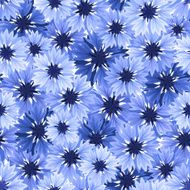 Seamless pattern with blue cornflowers Vector illustration N2