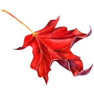 Red maple leaf as an autumn symbol