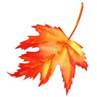 Red maple leaf as an autumn symbol N2