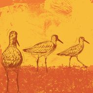 Willets at sunset
