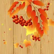 Leaves and berries N2