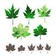 Set of watercolor leaves N2