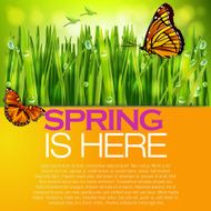 Beautiful Spring background N6