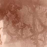 Abstract of insect trails on bark with color added