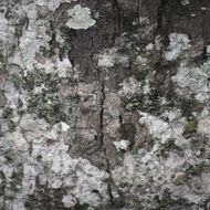Close-up of bark texture N2