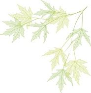 Green branch N5