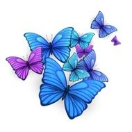 Vector butterflies background design N5