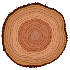 Cut of a tree N2