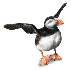 Baby Puffin Flapping His Wings Isolated on White N2
