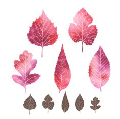 Set of watercolor leaves